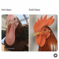 Hot & Cold Days