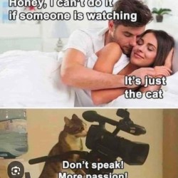 Cats